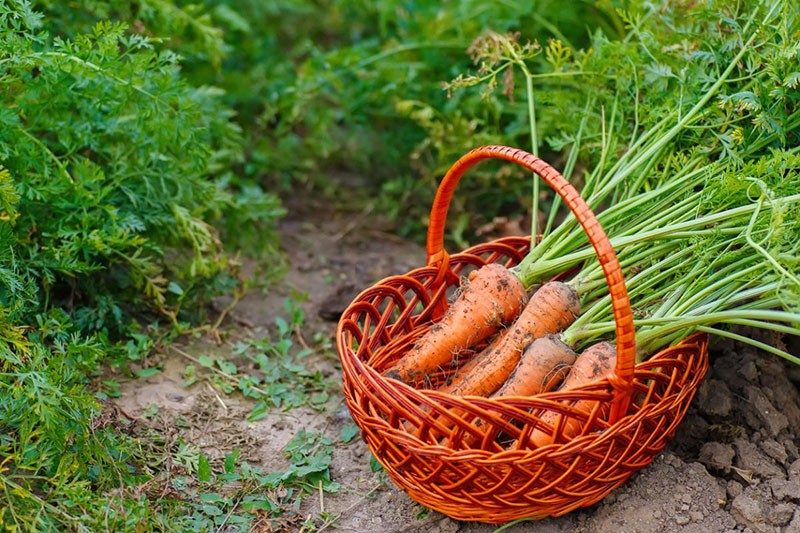 die besten Karottensorten für die Region Moskau der frühen Reifezeit