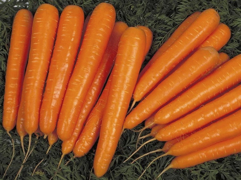 Karottenlagune