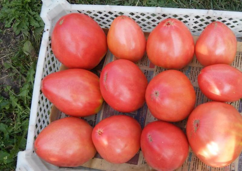 حصاد الطماطم منقار النسر