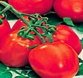 طماطم نباتية