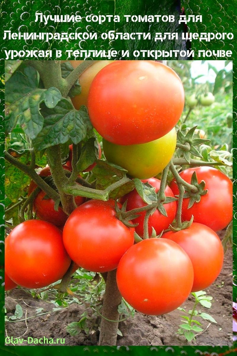 أصناف الطماطم لمنطقة لينينغراد