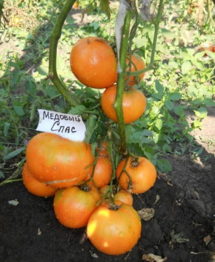 medová rajčata zachránila klady a zápory odrůdy