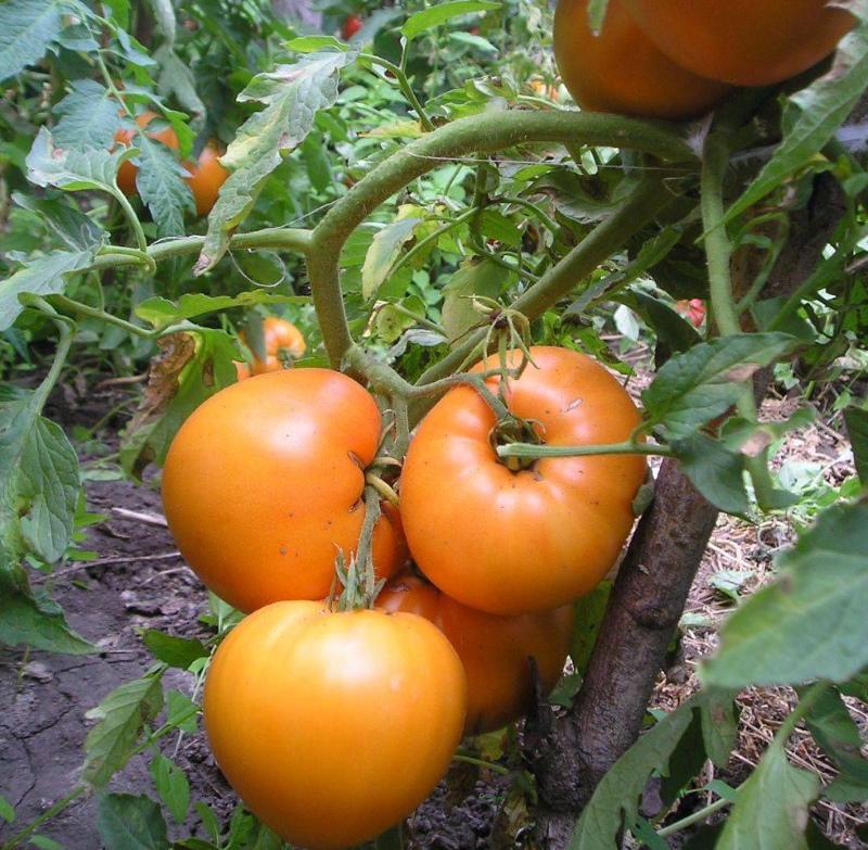 tomatenhonig spas bewertungen foto