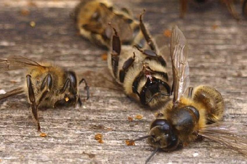 Úmrtnost včel