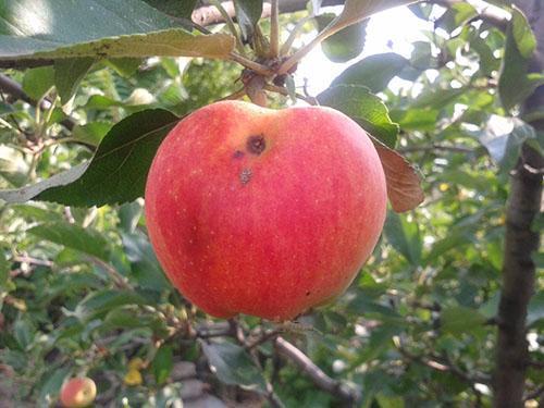 Apfel von Motte beschädigt