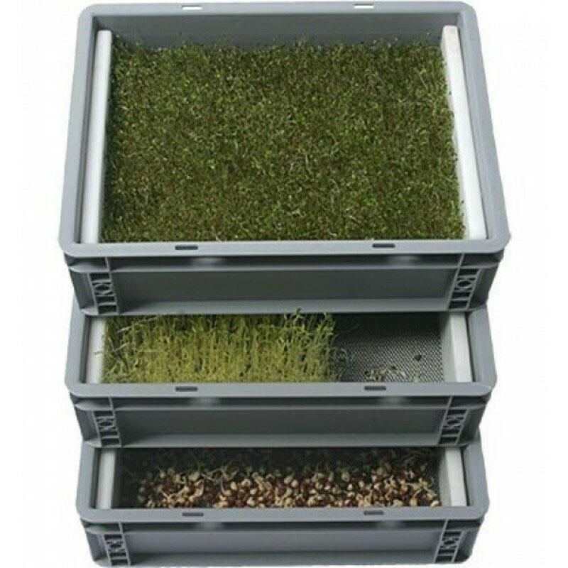 Behälter für den Anbau von Microgreens