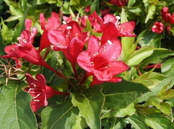 يزهر Weigela