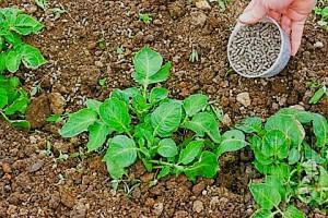 hnojení brambor
