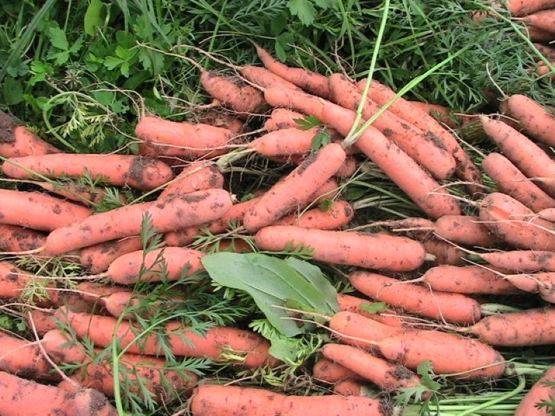 Karottenernte tushon
