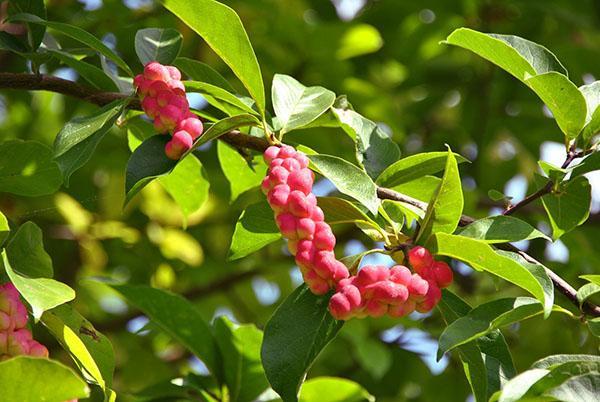 Listy a ovoce Magnolia Kobus