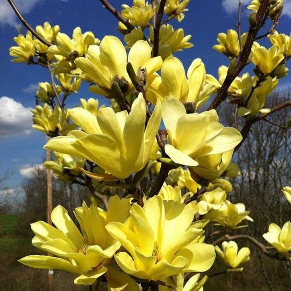 Magnolia nahá Žlutá řeka