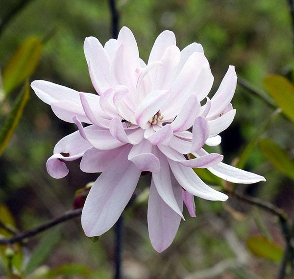 Magnolia hvězda (M. stellata)
