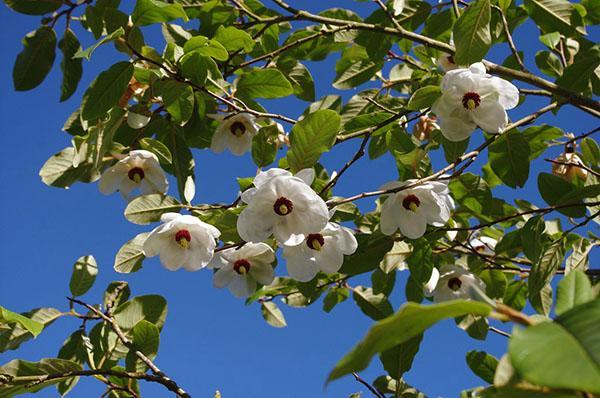 Siebold Magnolia Blossom
