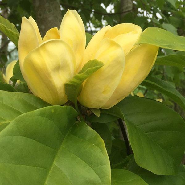 Kvetoucí odrůda magnólie Yellow Bird