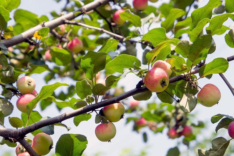 dozrávají jablka odrůdy Uralets