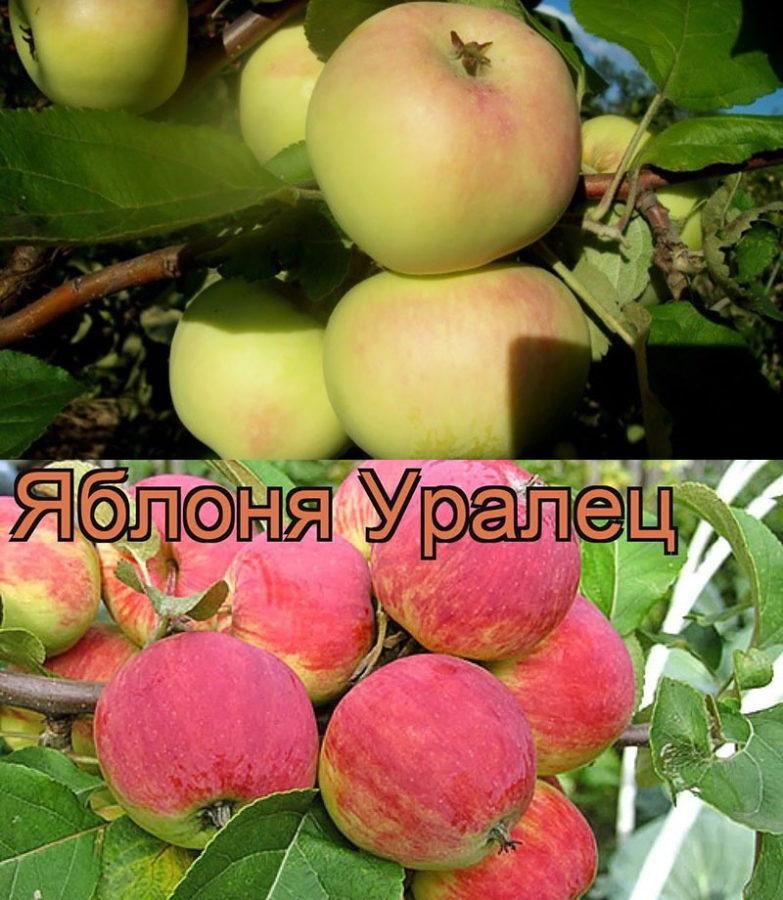 Odrůda Uralets v různých obdobích zrání