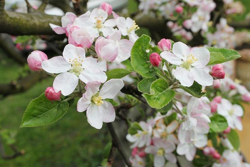 jabloně odrůdy Uralets kvetou