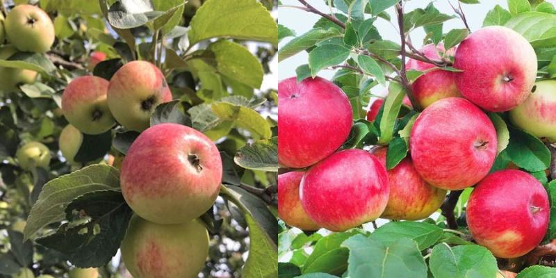 hojné plody uraletské jabloně