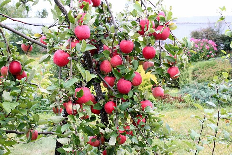 místo pěstování odrůdy jabloně Uralets