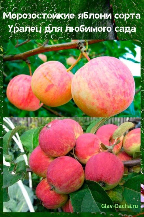 jabloně odrůdy Uralets