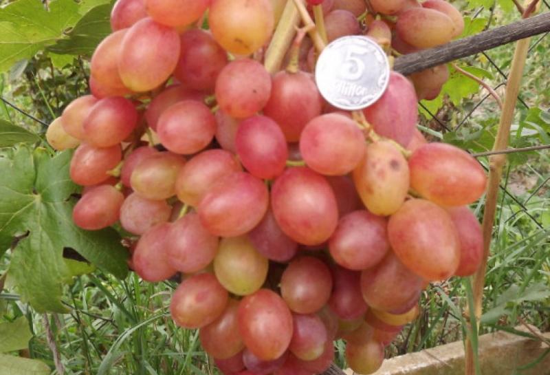 نكهة مميزة لعنب الرومبا
