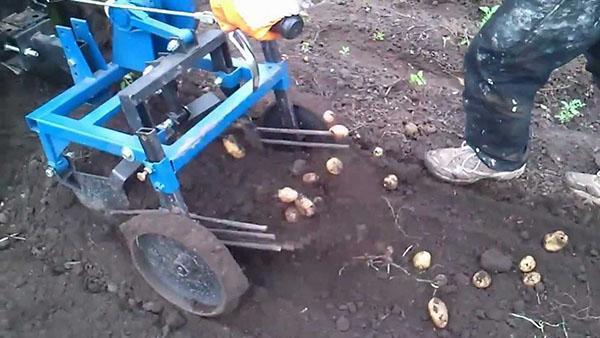 Kartoffelbagger auf dem handgeführten Neva-Traktor