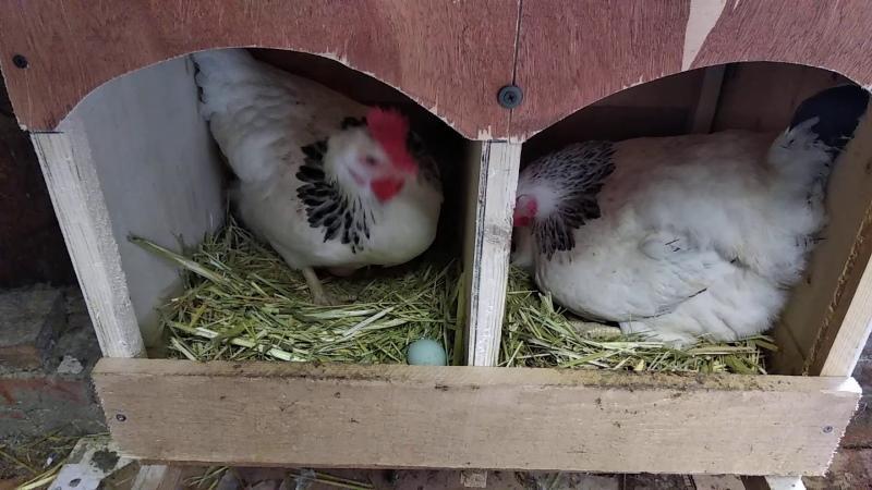 Kann eine Henne ohne Hahn Eier legen?
