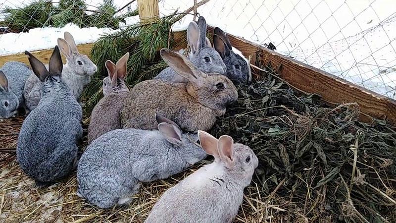 krmení králíků suchými kopřivami