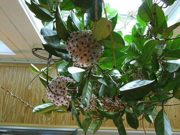 Hoya voskový břečťan kvete