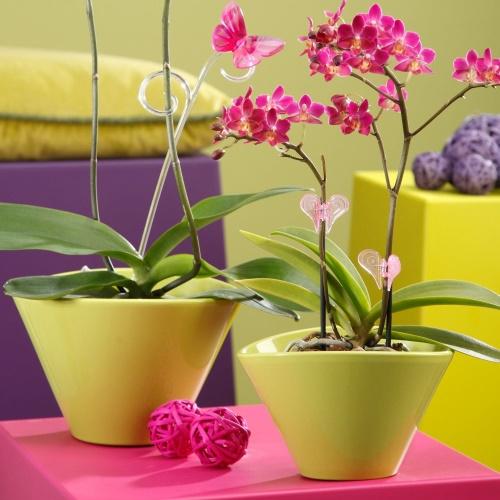 Orchidee im Keramiktopf