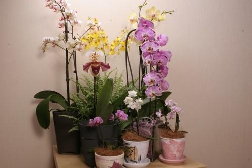 Ist es möglich, eine Orchidee in einen undurchsichtigen Topf zu pflanzen?