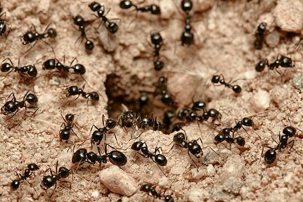 mravenčí osídlení