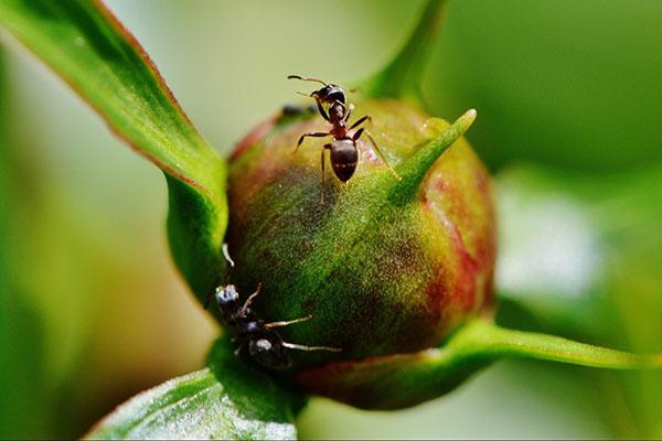 mravenci na květu