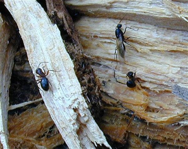 mravenčí kolonie