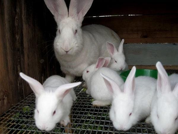 عائلة من الأرانب في قفص