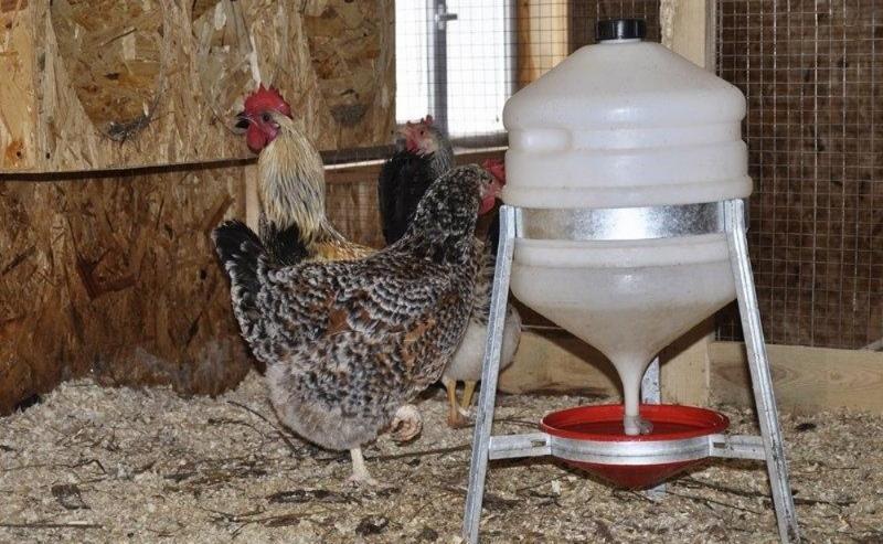 jak vyrobit piják pro kuřata vlastními rukama