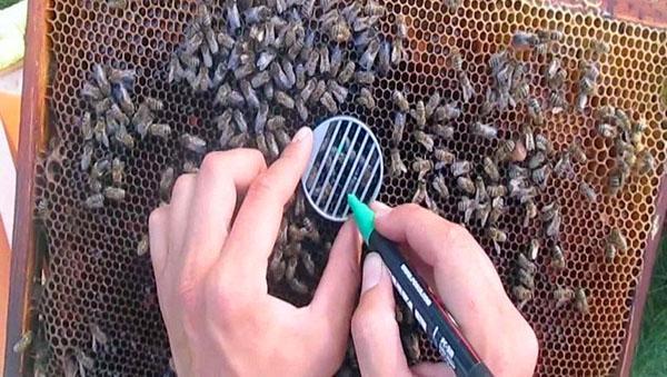 Bienenmarkierungsprozess