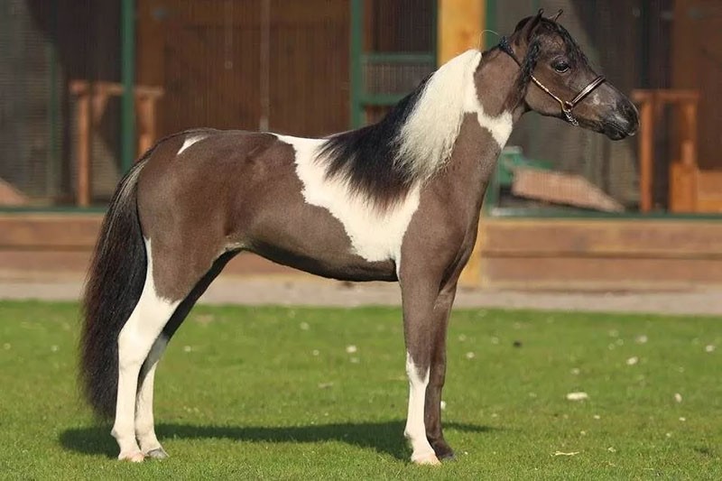 chov koně Falabella