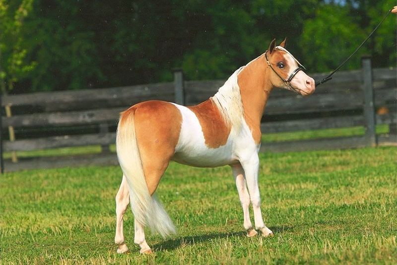 Falabella kůň