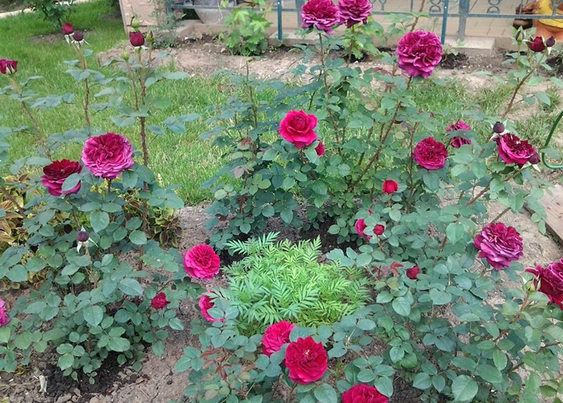 malá růžová zahrada na místě