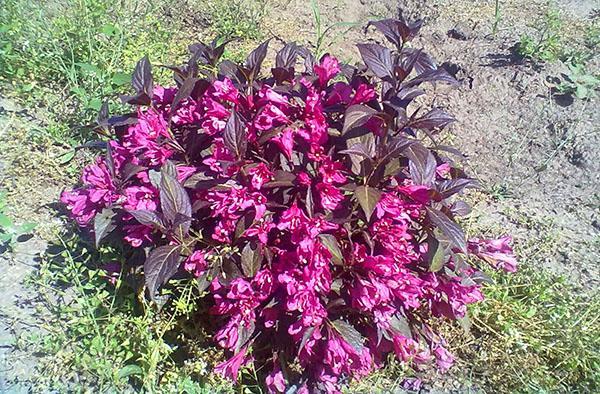 schlaue weigela