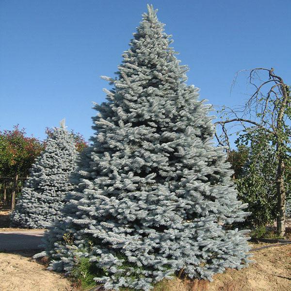 شجرة التنوب الزرقاء Glauka