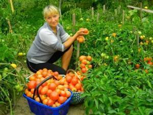 حصاد غني من الطماطم