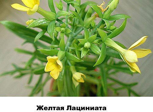 laciniata أصفر