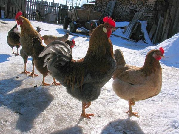 kuřata procházející se v zimě