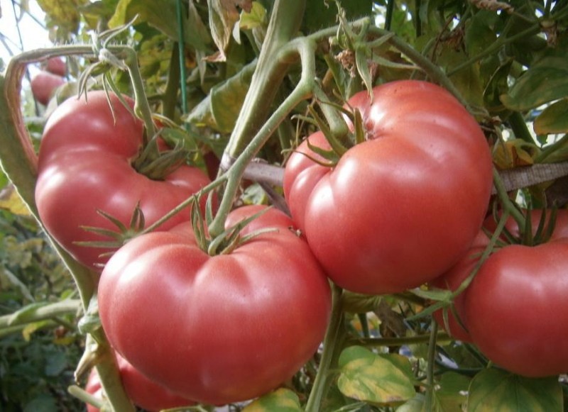výhody a nevýhody rajčatové panenky masha