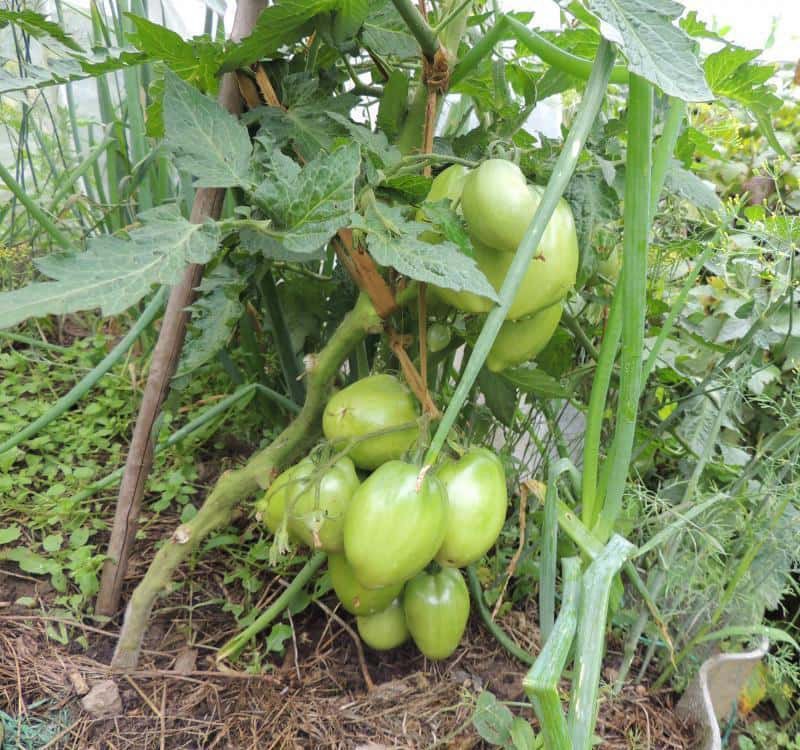 Tomaten Petrusha Gärtner im Garten