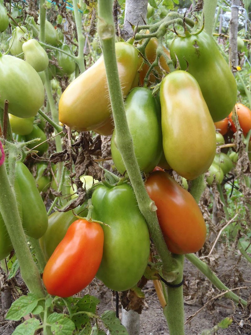 wachsende Tomaten