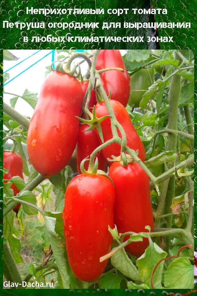 Tomaten Petrusha Gärtner