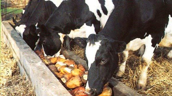 تغذية الأبقار باللفت